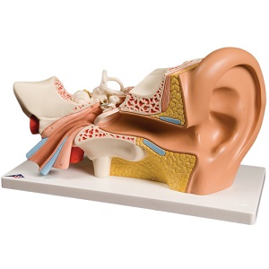 CLASSIC GAINT EAR, 4-PART